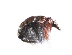 Czech Black/Brown - Flue.no - Fiskefluer