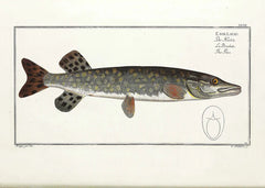 Gäddbibeln av Tobias Fränstam | Gjeddebibelen - Flue.no - Fiske