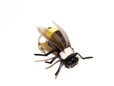 Vania | Bumble Bee - Flue.no - Fiskefluer