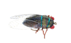Vania | Cicada Olive - Flue.no - Fiskefluer