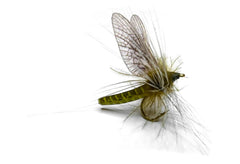 Vania | Green Drake Western Cdc - Flue.no - Fiskefluer