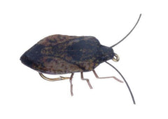 Vania | Stink Bug Brown - Flue.no - Fiskefluer