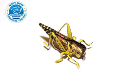 Vania | True Hopper Yellow/Brown - Flue.no - Fiskefluer