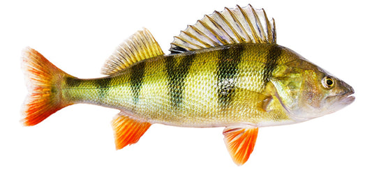 Abborfiske - En guide til fiske etter abbor