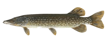 Fisketips for Gjedde