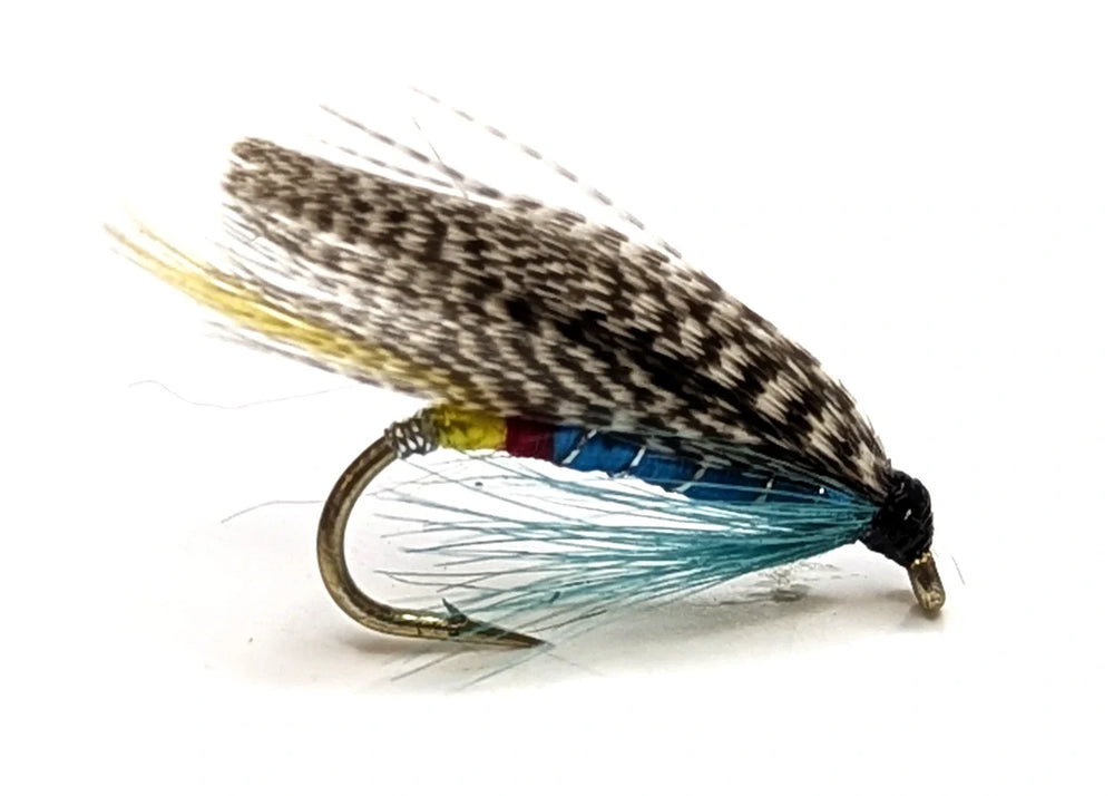 Blue Doctor fly