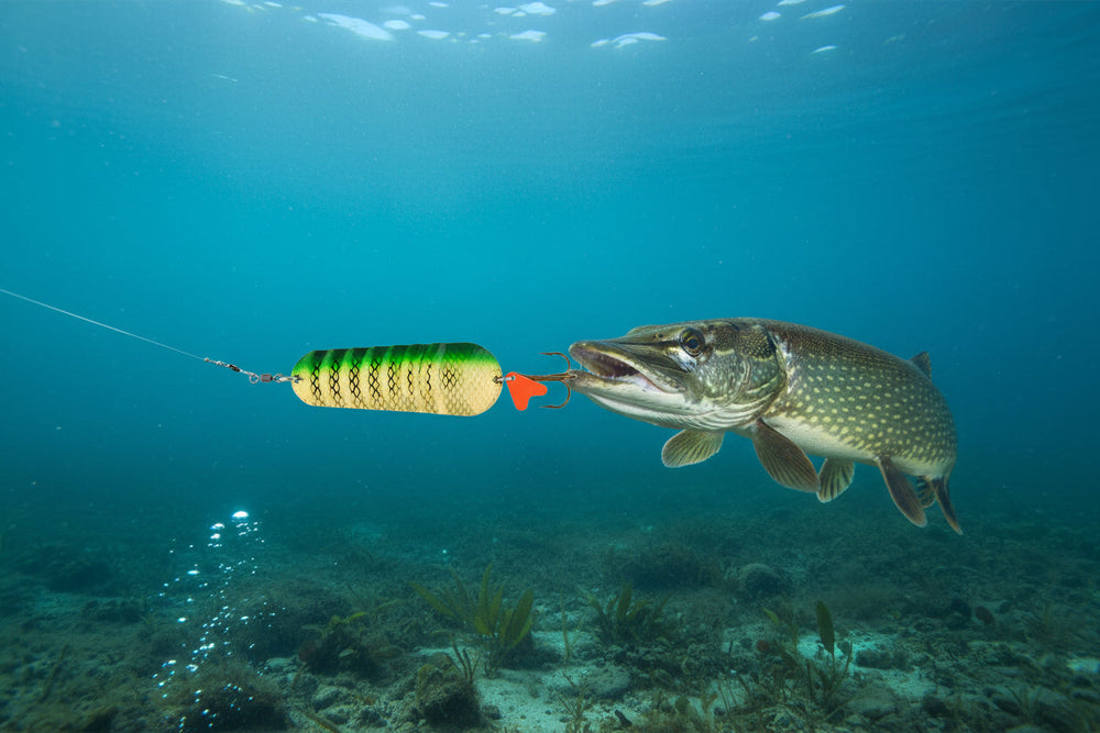 gjeddefiske med abu atom